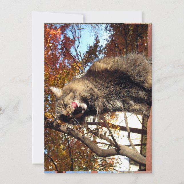 Cute Funny Maine Coon Kattunge Delicious (Framsida)