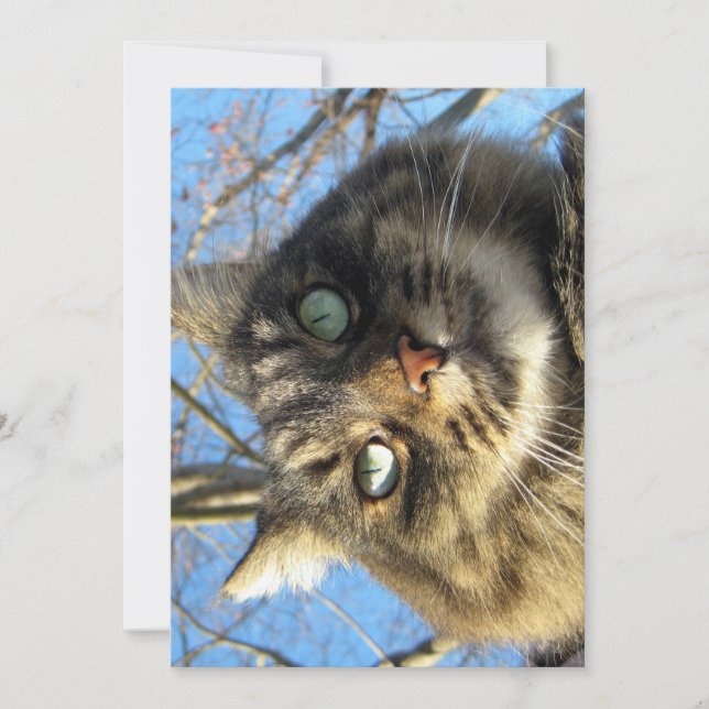 Cute Funny Maine Coon Kattunge Fuzzy Ansikte (Framsida)