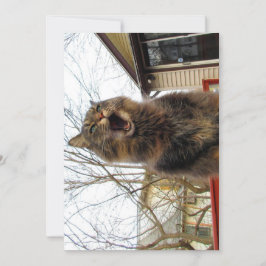 Cute Funny Maine Coon Kattunge I är fågelhus