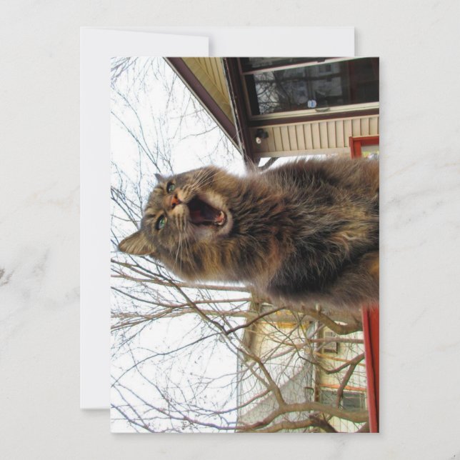 Cute Funny Maine Coon Kattunge I är fågelhus (Framsida)