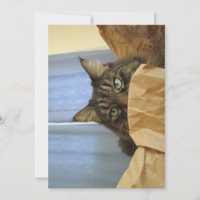 Cute Funny Maine Coon Kattunge Jag är inte här (Framsida)