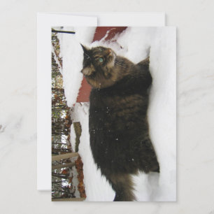 Cute Funny Maine Coon Kattunge Kall Toes