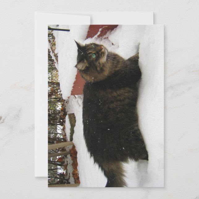 Cute Funny Maine Coon Kattunge Kall Toes (Framsida)