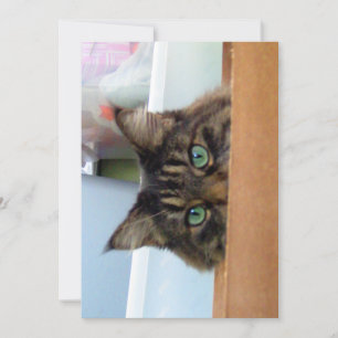 Cute Funny Maine Coon Kattunge Peek a Boo