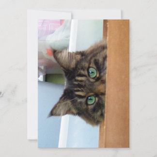 Cute Funny Maine Coon Kattunge Peek a Boo