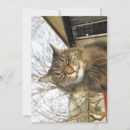 Cute Funny Maine Coon Kattunge So Lycklig