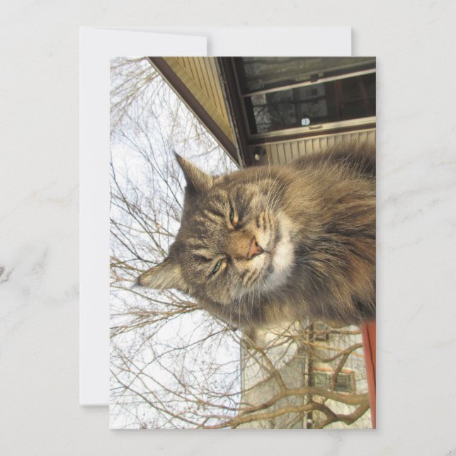 Cute Funny Maine Coon Kattunge So Lycklig (Framsida)