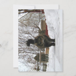 Cute Funny Maine Coon Låt det snöa