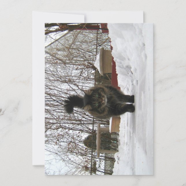 Cute Funny Maine Coon Låt det snöa (Framsida)