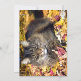 Cute Funny Maine Coon So Lycklig