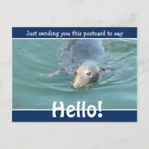 Cute Funny Seal säger bara Hej Vykort