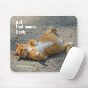 Cute Funny Shadowboxing Orange Cat in Gravel Musmatta
