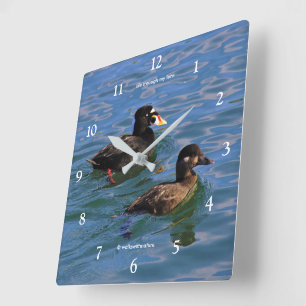 Cute Funny Surfa Scoter Anka Swimming på Pier Fyrkantig Klocka