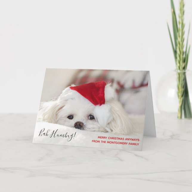 Cute Funny White Hund jul Bah Humbug Kort (Framsida)