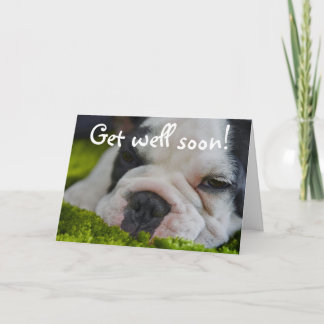 Cute Funy French Bull Dog får ett bra hälsningskor Kort