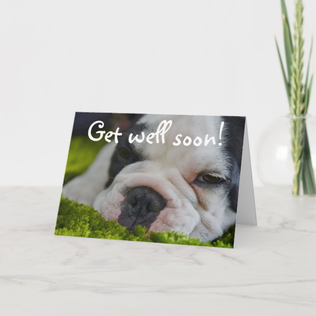 Cute Funy French Bull Dog får ett bra hälsningskor Kort (Framsida)