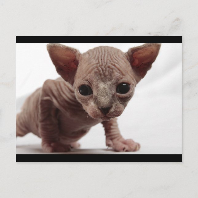Cute Furless Sphynx Kitten Vykort (Framsida)