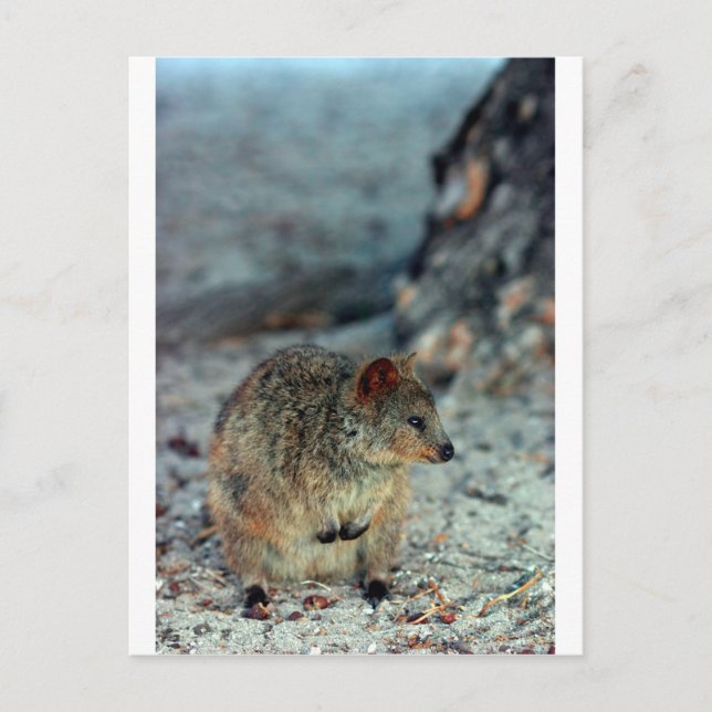 Cute fury Quokka på Rottnest Island Vykort (Framsida)