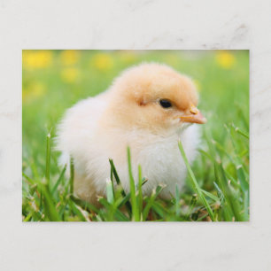 Cute Fuzzy Baby Chicks - Funny Boskap Vykort
