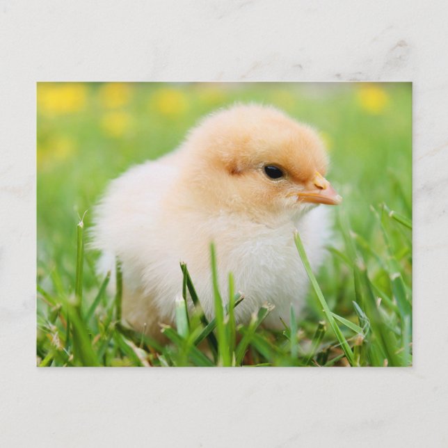 Cute Fuzzy Baby Chicks - Funny Boskap Vykort (Framsida)