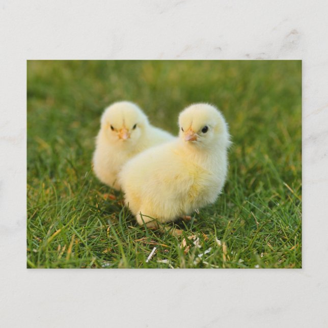 Cute Fuzzy Baby Chicks - Funny Boskap Vykort (Framsida)