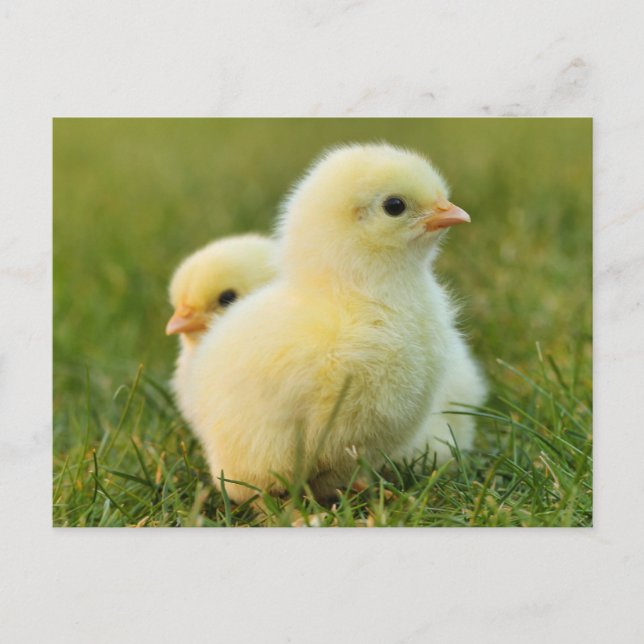 Cute Fuzzy Baby Chicks - Funny Boskap Vykort (Framsida)