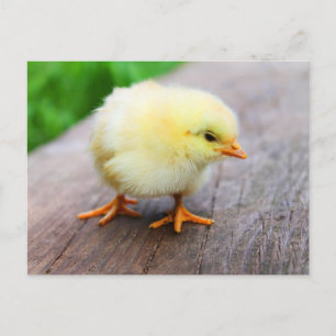 Cute Fuzzy Chick - Funny Boskap Vykort
