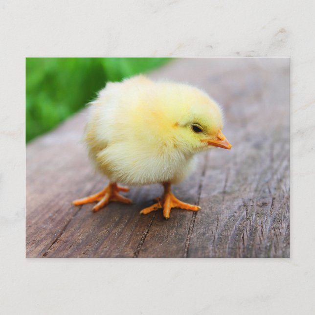 Cute Fuzzy Chick - Funny Boskap Vykort (Framsida)