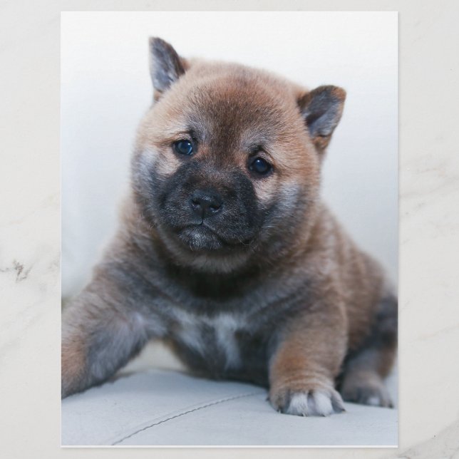 Cute Fuzzy Puppy Hund Reklamblad (Framsidan)