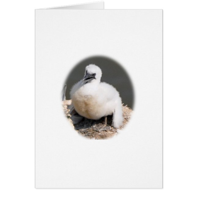Cute Gannet-Chick Hälsningskort (Framsidan)