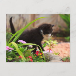 Cute Garden Kitten Vykort
