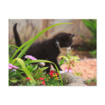 Cute Garden Kitten