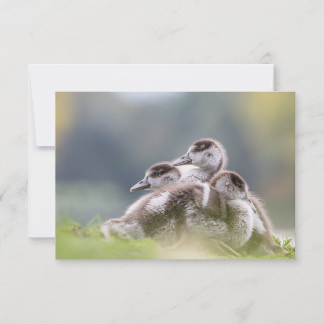 Cute Geese Chicks Nature Photo (Framsida)