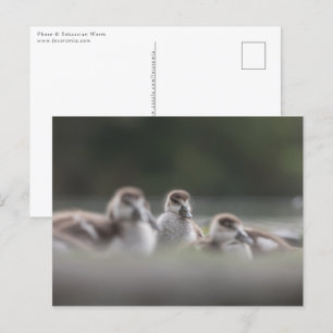 Cute Geese Chicks Nature Photo Vykort