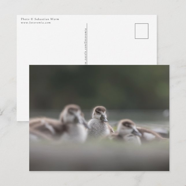 Cute Geese Chicks Nature Photo Vykort (Fram/baksida)
