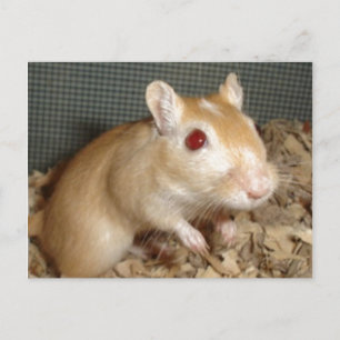 Cute Gerbil Vykort