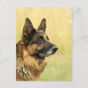 Cute German Shepherd Postcard Vykort