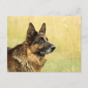 Cute German Shepherd Postcard Vykort