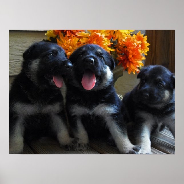 Cute German Shepherd Puppies Poster (Framsidan)