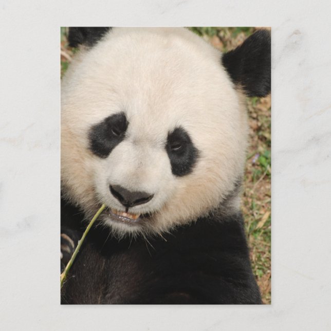 Cute Giant Panda Bear Vykort (Framsida)