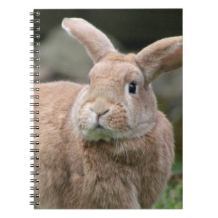 Cute Ginger bunny med stort öron Anteckningsbok