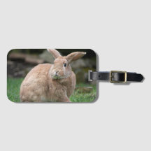 Cute Ginger bunny med stort öron