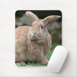 Cute Ginger bunny med stort öron Musmatta