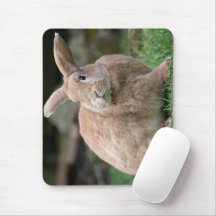 Cute Ginger bunny med stort öron