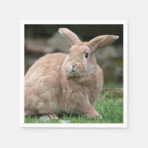 Cute Ginger bunny med stort öron