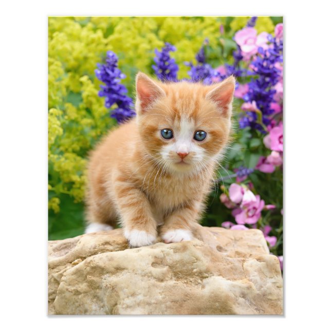 Cute Ginger Cat Kitten i en Flowery Garden - Fototryck (Framsidan)