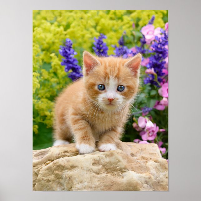 Cute Ginger Cat Kitten i Flowery Garden Pet Photo Poster (Framsidan)