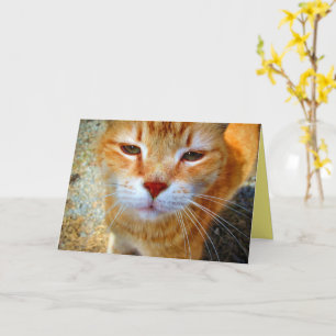 Cute Ginger Kattunge Friendly Little Cat Kort