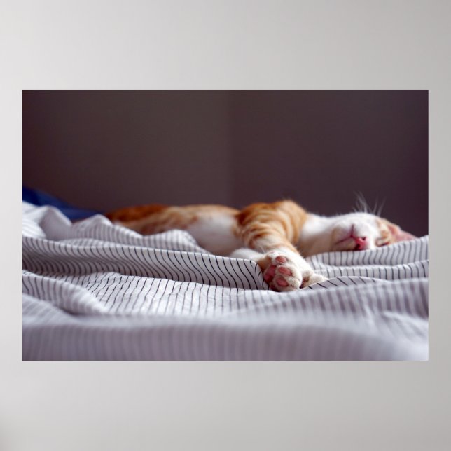 Cute Ginger Orange Tabby katt Sleeping Poster (Framsidan)