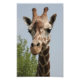 Cute Giraffe Fototryck (Framsidan)